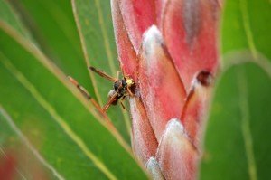 DPP07 wasp