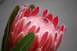 DPP07D Protea6