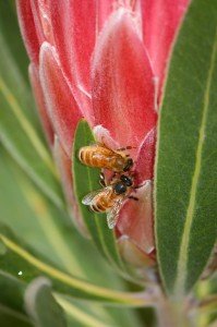 DPP07D bees