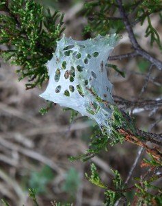 spider web